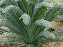 Toscana Kale