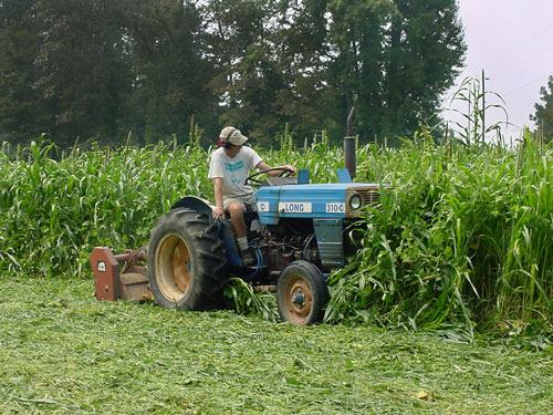 Person driving blue tractor labeled "LONG 310C" mowing tall corn/grass