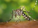 Asian tiger mosquito