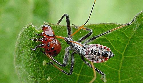Web Resources: Biological Control - Growing Small Farms | NC State ...