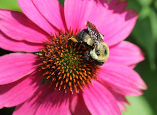 Bumble bee on coneflower