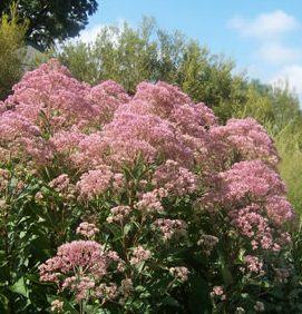 Coastal Joe Pye Weed