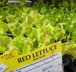 lettuce plants