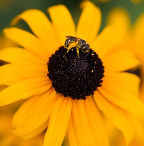 Sweat bee on orange coneflower 