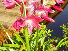 Crinum Lily 'Ellen Bosanquet'