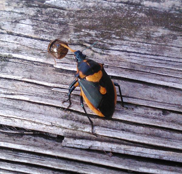 Florida predatory stink bug feeding on kudzu bug. 