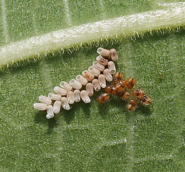 Cluster of beige insect eggs with small reddish newly hatched larvae on green leaf