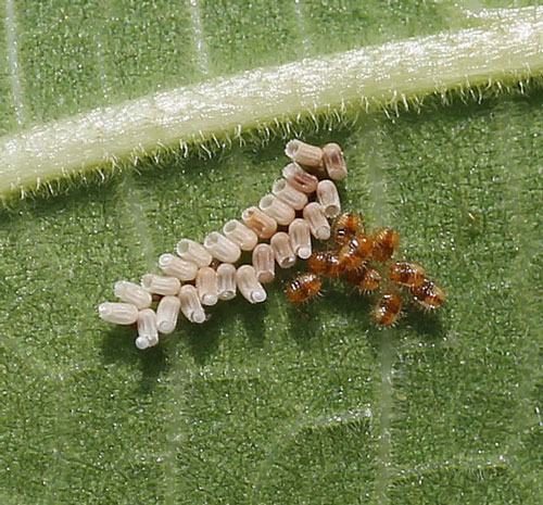 Just hatched kudzu bug nymphs on fig