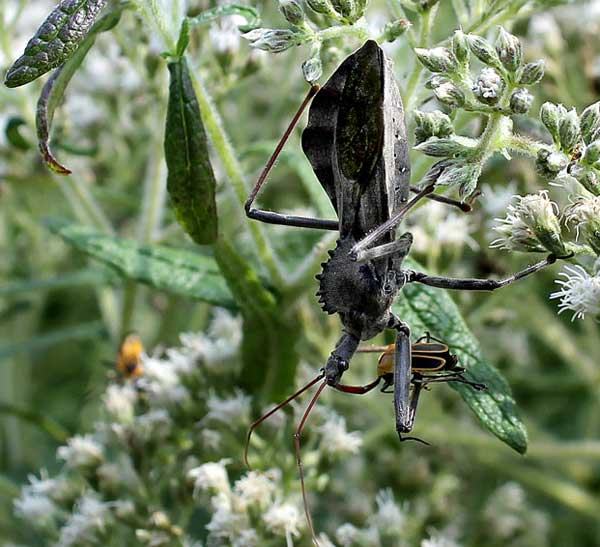 Wheel bug