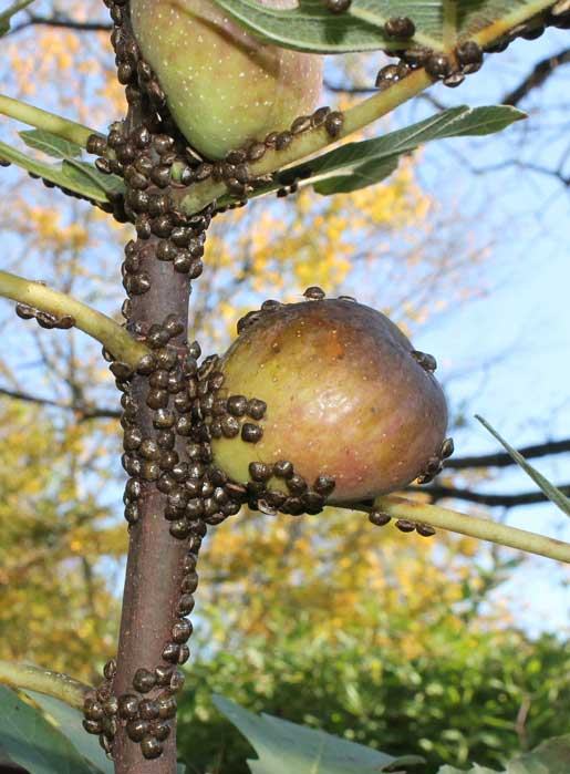 Kudzu bugs on fig