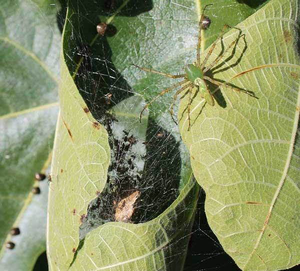 Green lynx spider and spiderlings with kudzu bugs