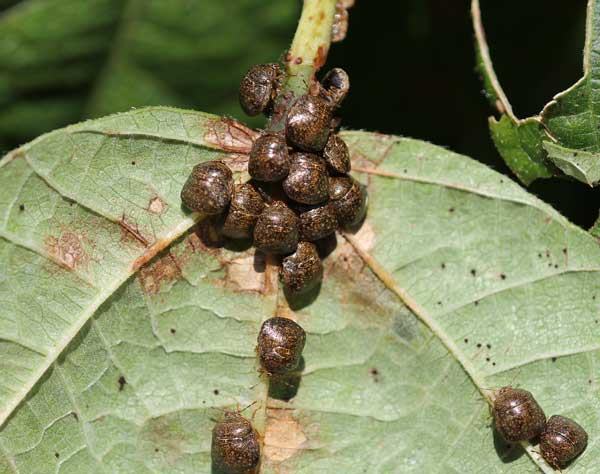 Kudzu bugs on pole bean