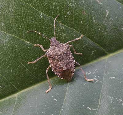 Brown marmorated stink bug
