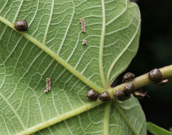 Underside of green leaf with clustered brown scale insects and small pale segmented larvae