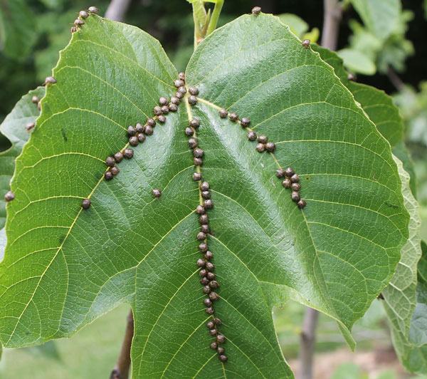 Green leaf with rows of small brown scale insects clustered along the leaf veins