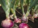 red onion