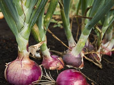 red onion