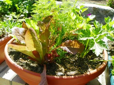 Salad bowl garden