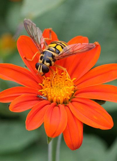 Syrphid fly