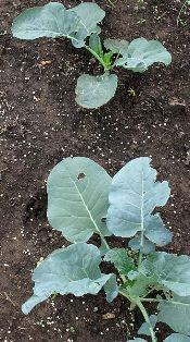 broccoli plants