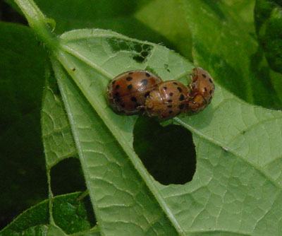 Mexican bean beetle adults
