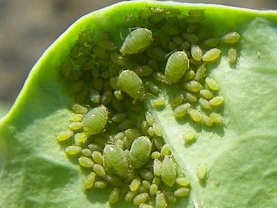 Aphids on collard leaf