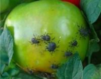 Brown Marmorated Stink Bug on tomato