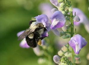Bumble bee on skullcap