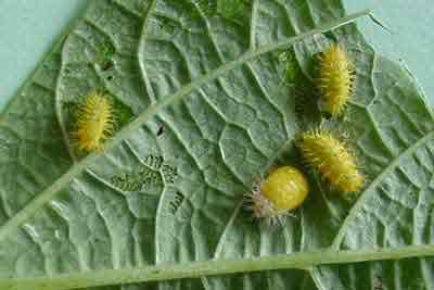 Mexican bean beetle larvae