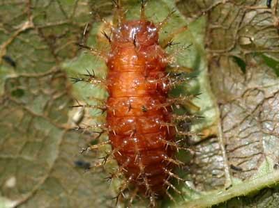 Mexican bean beetle pupa parasitized by Pediobius wasp