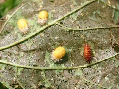 Mexican bean beetle pupae