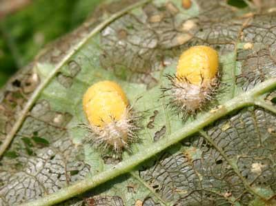 Mexican bean beetle pupae