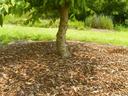 Mulch around tree