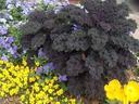 Redbor kale with yellow violas