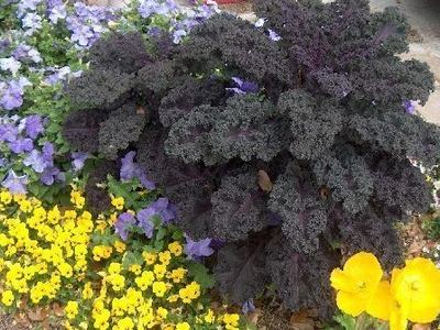 Redbor kale with yellow violas