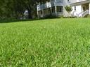 'Empire' Zoysia Lawn