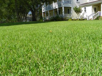 'Empire' Zoysia Lawn