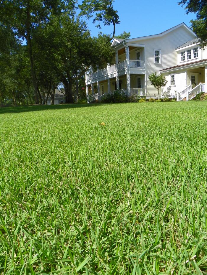 'Empire' Zoysia Lawn