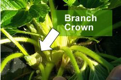 Strawberry plant branch crown