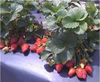Camarosa strawberry plants fruiting in field