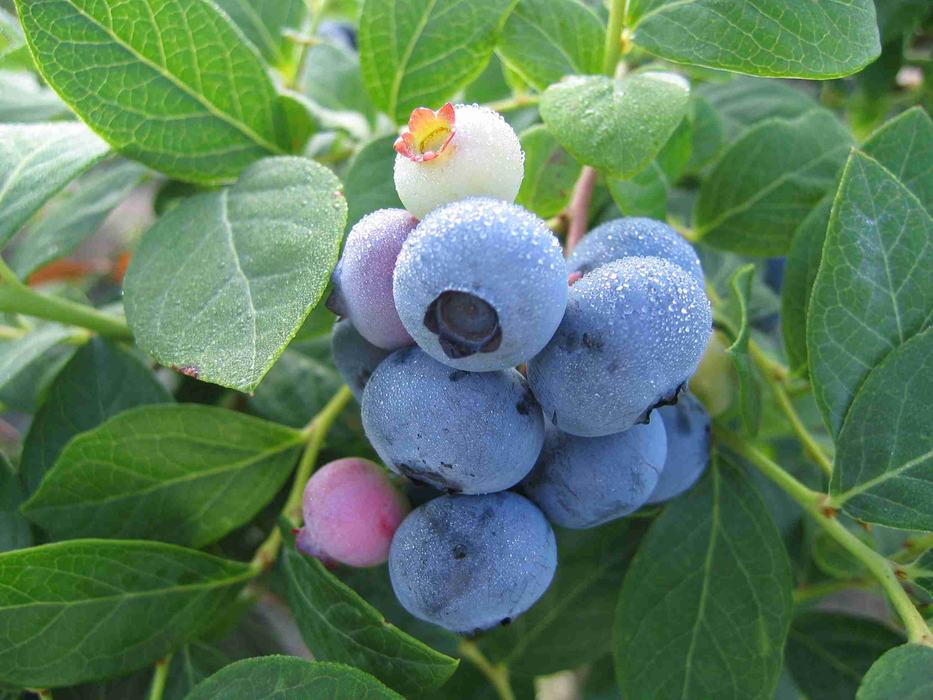 Blueberry Variety2