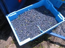 Blueberry growers practice fresh produce safety from the field to the shelf.