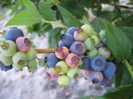 Mummy berry fruit infection