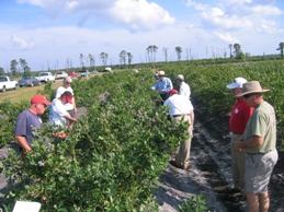 Blueberry field day