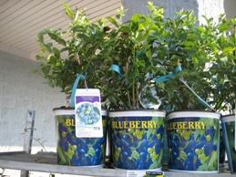Blueberry bushes available at local retailer