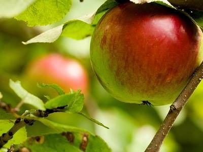 All fruit should be picked before becoming over-ripe.