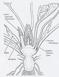 Diagram of strawberry crown