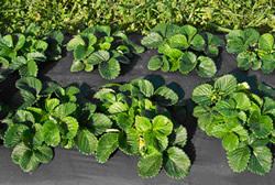 Strawberry crown growth