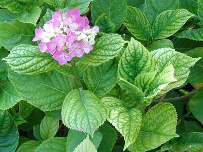 Iron chlorosis on hydrangea caused by high soil pH