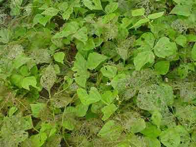Feeding damage from Mexican bean beetles